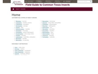 Thumbnail for A Field Guide to Common Texas Insects