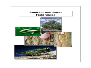 Thumbnail for Emerald Ash Borer Field Guide