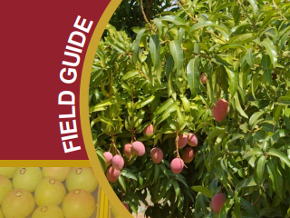 Thumbnail for Field Guide - Pests, Beneficials, Diseases, and Disorders of Mangoes