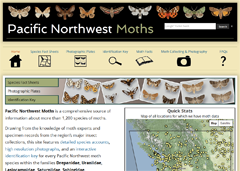 Thumbnail for Pacific Northwest Moths