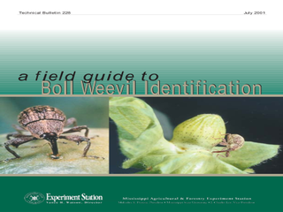 Thumbnail for A Field Guide to Boll Weevil Identification
