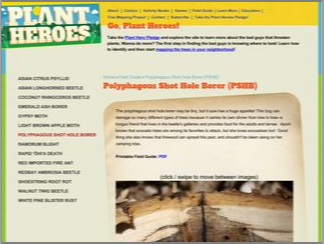 Thumbnail for Plant Heroes: Polyphagous Shot Hole Borer (PSHB)
