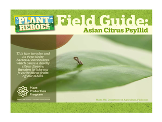 Thumbnail for Plant Heroes Field Guide: Asian Citrus Pysllid