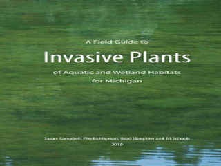 Thumbnail for A Field Guide to Invasive Plants of Aquatic and Wetland Habitats for Michigan 