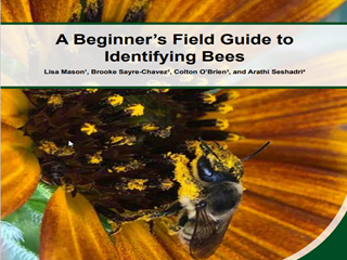 Thumbnail for A Beginner's Field Guide to Identifying Bees