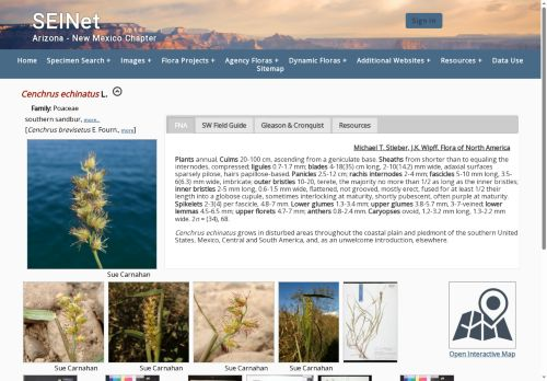 Thumbnail for <em>Cenchrus echinatus</em> L.