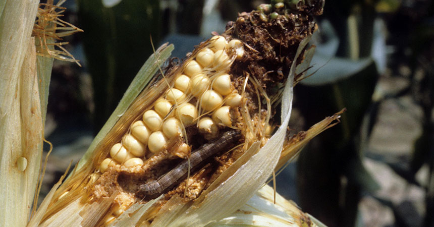 Fall armyworm on corn. Photo: John C. French Sr., Retired, Universities: Auburn, GA, Clemson and U of MO, Bugwood.org