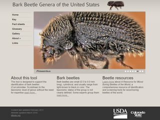 Bark Beetle Genera of the United States: Phloeotribus Fact Sheet