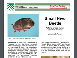 Small Hive Beetle: Aethina tumida Murry (Coleoptera: Nitidulidae)