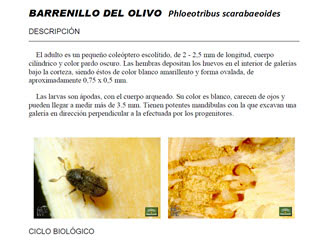 Barrenillo Del Olivo Phloeotribus scarabaeoides