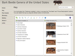 Bark Beetle Genera of the United States: Key