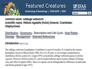 Featured Creatures – Cabbage Webworm (<em>Hellula rogatalis</em>)