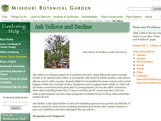 Ash Yellows and Decline