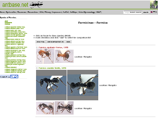 Antbase.net: Formicinae – Formica