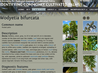 Identifying Commonly Cultivated Palms - Wodyetia bifurcate