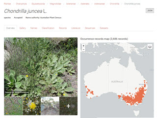 Atlas of Living Australia: Chrondrilla juncea