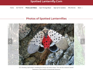 Spotted Lanternfly.Com