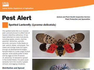 Pest Alert: Spotted Lanternfly (Lycorma delicatula)