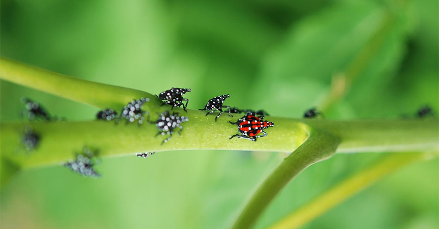 IDaids for the spotted lanternfly
