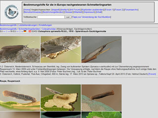 Coleophora spiraeella - Casebearing Moth