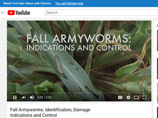 Fall Armyworms: Identification, Damage Indications and Control