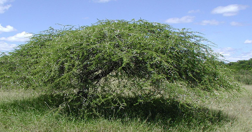 Acacia nilotica (Egyptian thorn) tree in Umfolozi Park, South Africa. Photo: Paul Bolstad, University of Minnesota, Bugwood.org