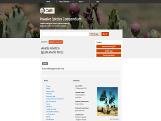 Invasive Species Compendium: Acacia nilotica (Gum Arabic Tree)