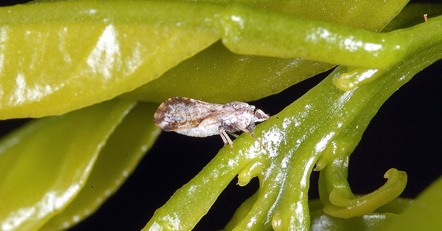 Asian citrus psyllid (Diaphorina citri) adult. Photo by David Hall, USDA Agricultural Research Service, bugwood.org