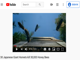 30 Japanese Giant Hornets Kill 30,000 Honey Bees
