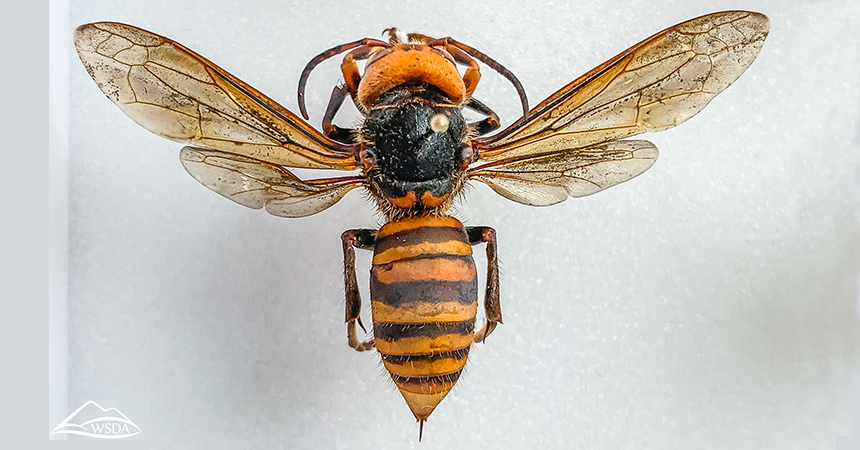 IDaids  support identification of the Asian giant hornet
