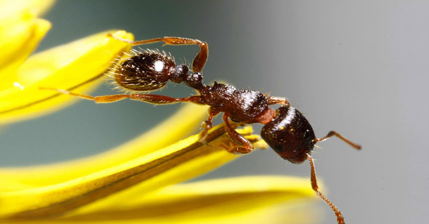 IDaids supporting identification of invasive ants