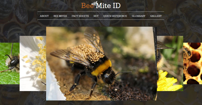 Announcing Bee Mite ID