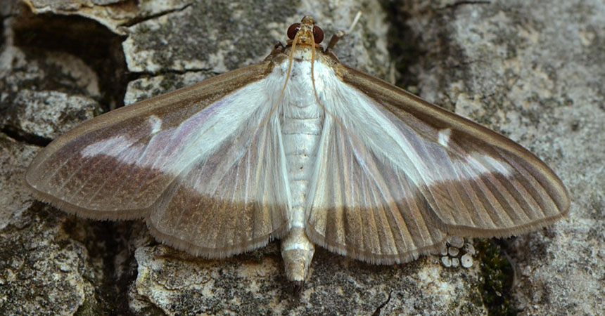 box tree moth (Cydalima perspectalis), Vlad Proklov, Flickr.com