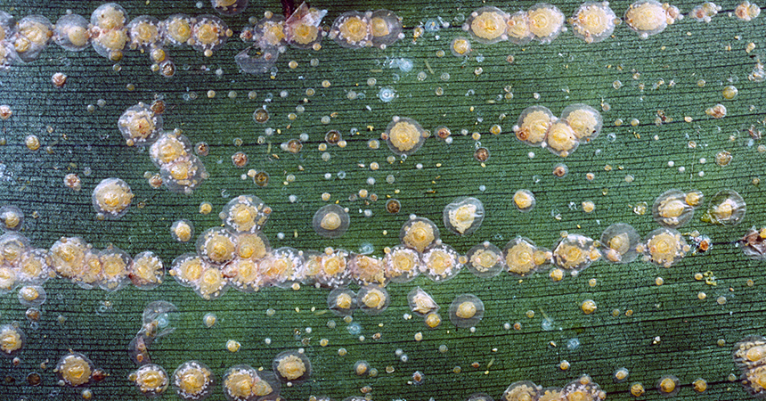 A new key for armored scale insects