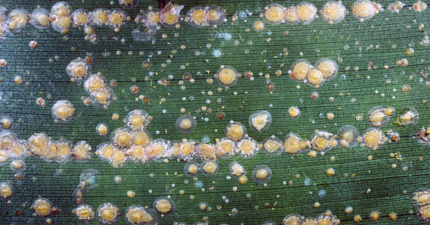 Coconut scale (Aspidiotus desctructor); photo: J.A. Davidson, Univ. Md, College Pk, Bugwood.org