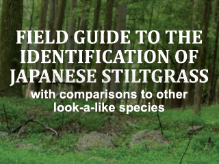 Field Guide to the Identification of Japanese Stiltgrass with Comparisons to Other Look-a-like Species