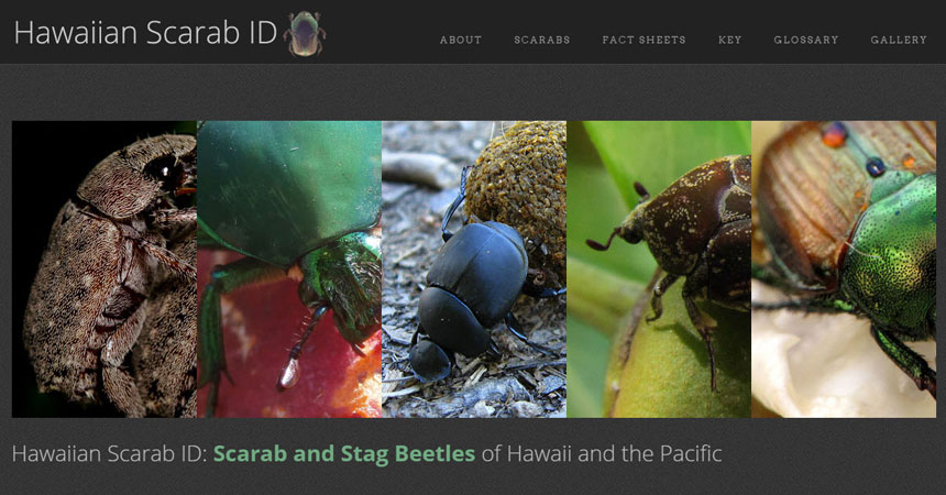 Announcing Hawaiian Scarab ID