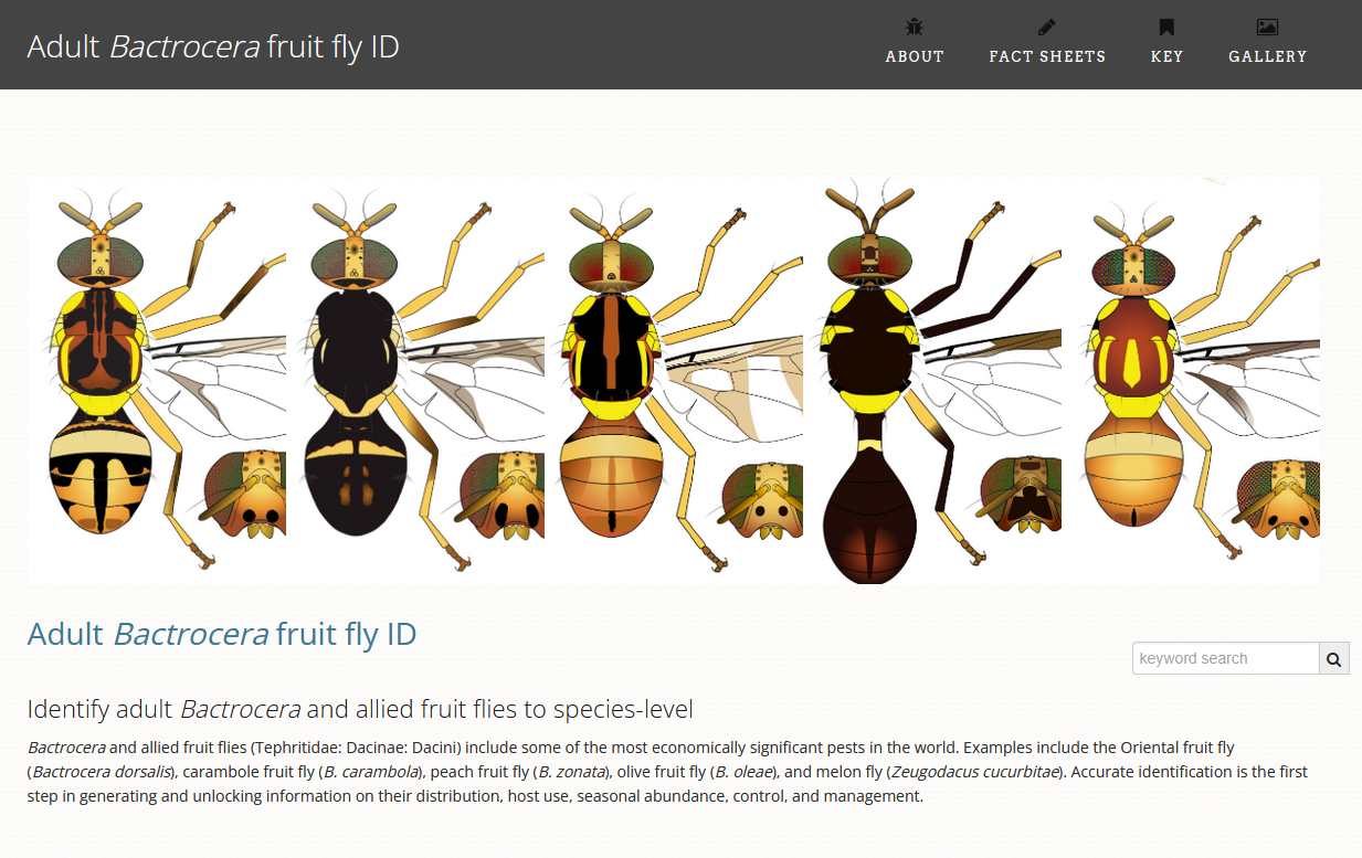 Adult Bactrocera fruit fly ID home page Adult Bactrocera fruit fly ID home page