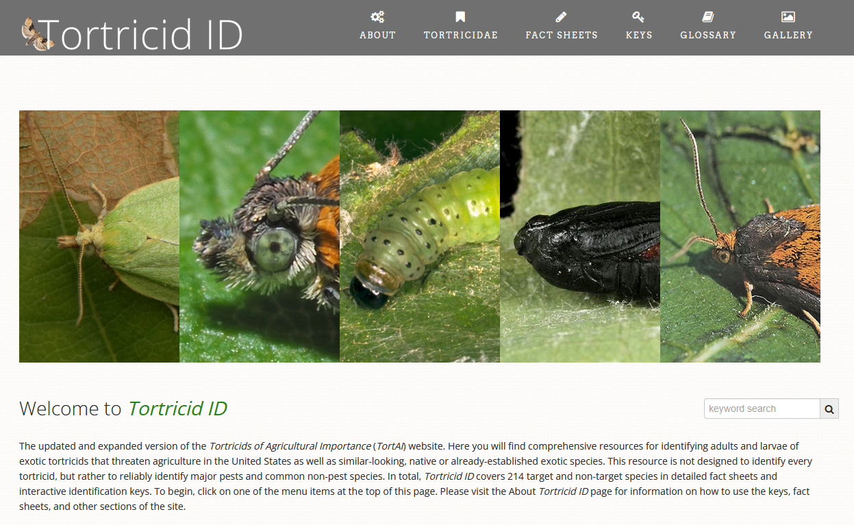 Tortricid ID home page Tortricid ID home page