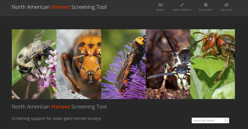 North American Hornet Screening Tool now available