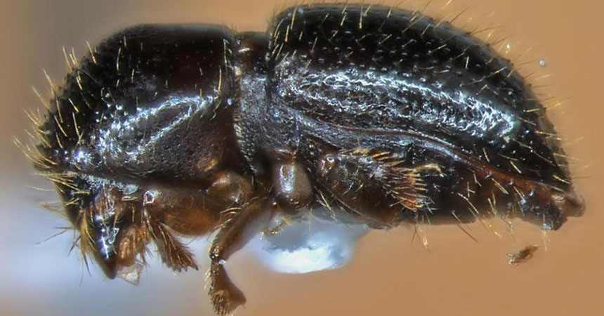 Javier Mercado, Bark Beetle Genera of the U.S., USDA APHIS ITP, Bugwood.org