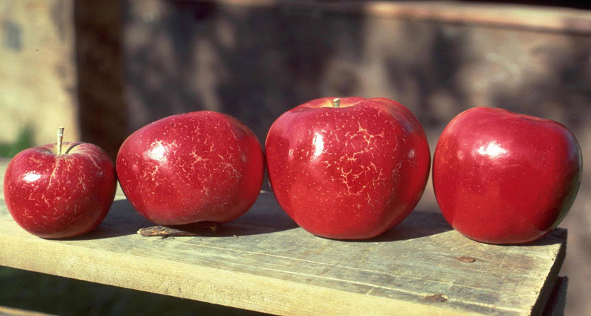 Russeting damage from powdery mildew (Podosphaera leucotricha) on mature apples. The fruit on the right has the normal, healthy appearance for this variety. Photo: N.S. Luepschen, Bugwood.org