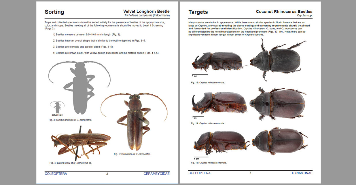 Selected pages from two screening aids: Sorting page in velvet longhorn beetle screening aid (left), and photos of targets from coconut rhinocerus beetles screening aid (right)