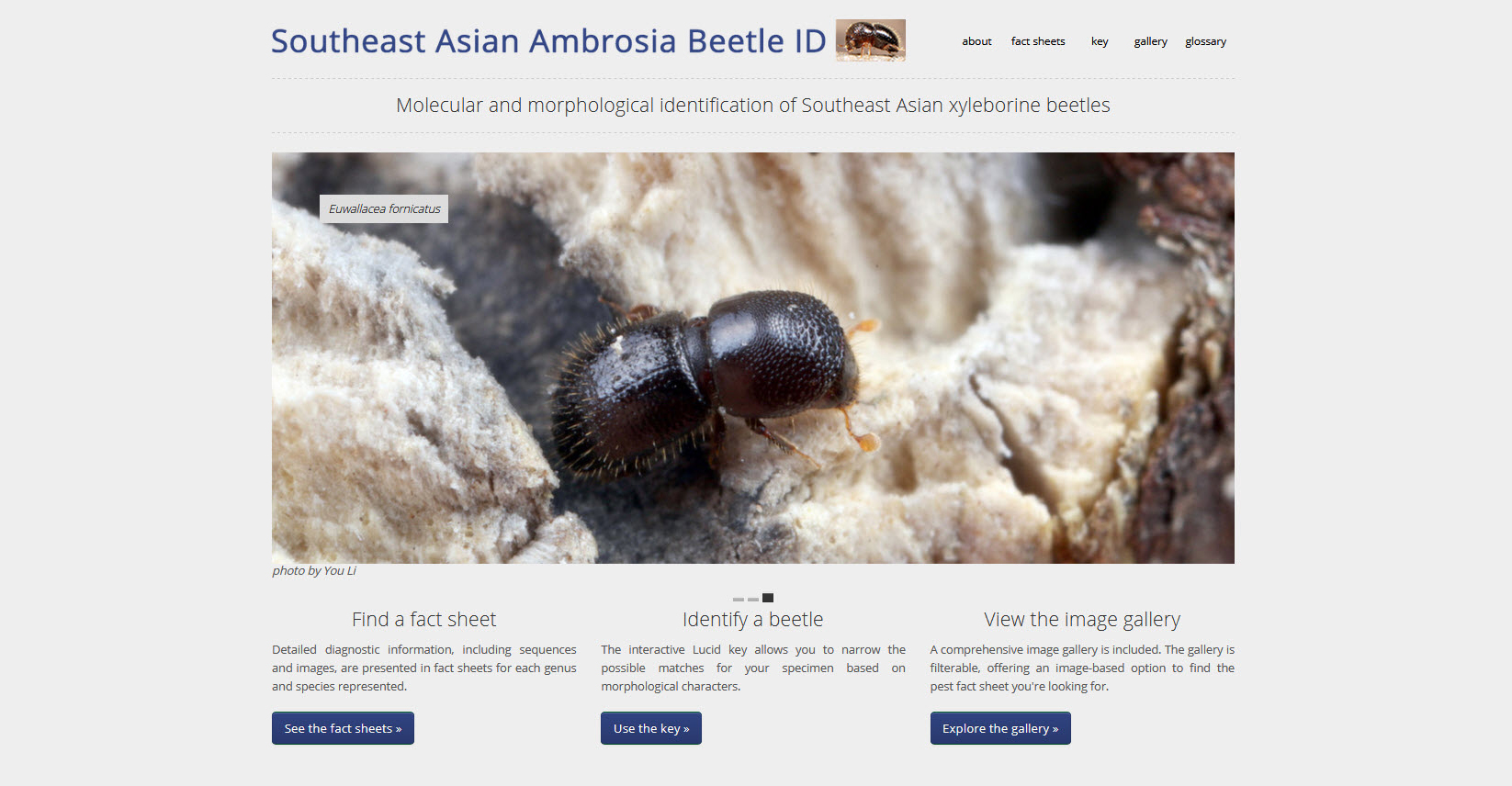 Home page of Southeast Asian Ambrosia Beetle ID