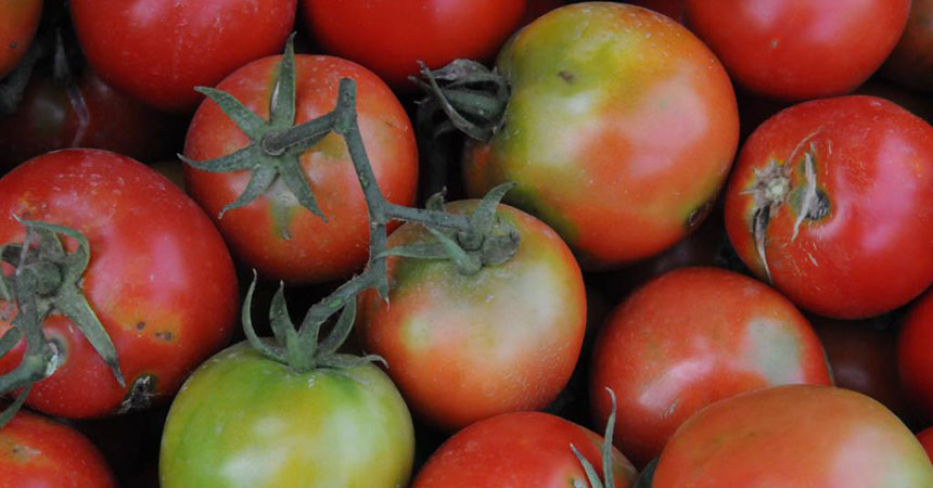 marbling on fruit (Israel, 2019), Camille Picard (EPPO)