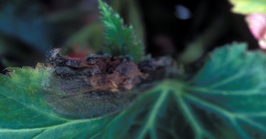 bacterial spot (Xanthomonas spp.) on begonia; image source: Department of Plant Pathology, North Carolina State University, Bugwood.org