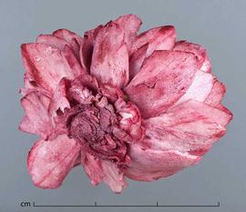  stem pith slices, dyed pink, formed into a flower, bottom view; photo by Christina Southwick 
