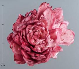  stem pith slices, dyed pink, formed into a flower, top view; photo by Christina Southwick 
