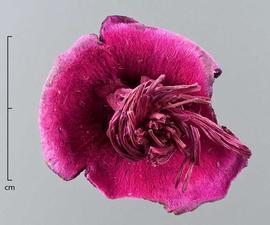  flower, dyed magenta, top view; photo by Christina Southwick 
