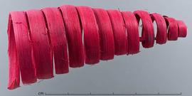  pyramidal stem spiral, dyed magenta; photo by Christina Southwick 
